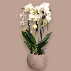 PHALENO WHITE ARCH R2 H50+VASE