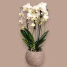 PHALENO BIANCO ARCO R2H50+VASO