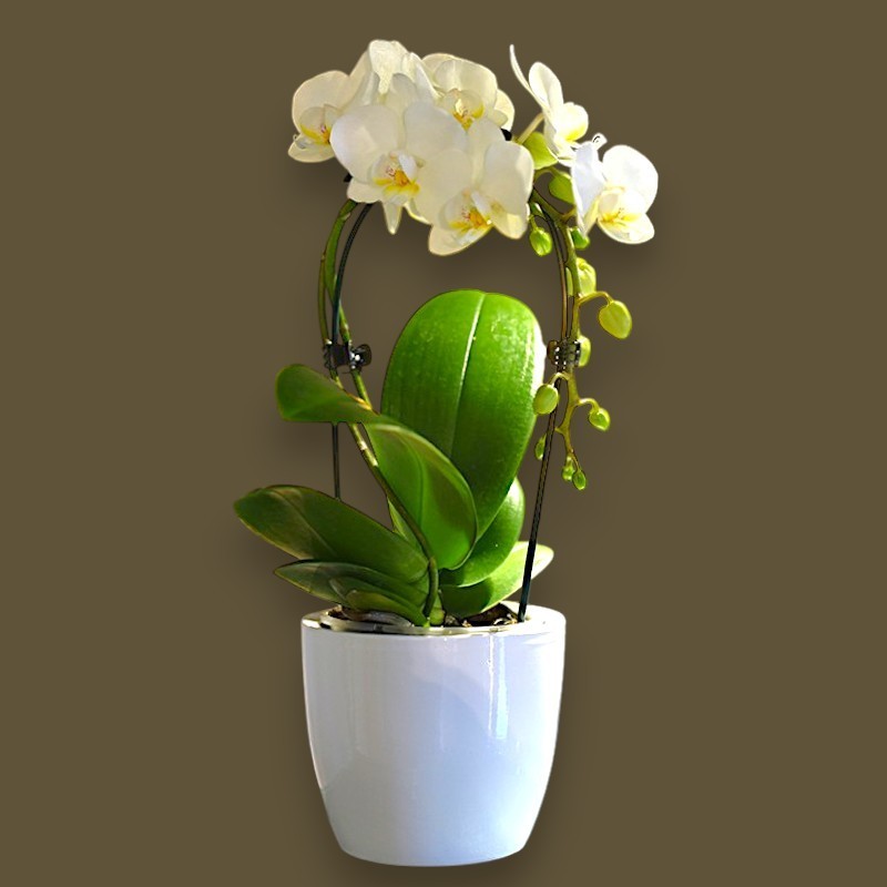 PHALENO WHITE ARCH R1H30+VASE