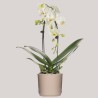 PHALENO BIANCO ARCO R1H30+VASO