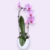PHALENO ROSA ARCO R1H30+VASO