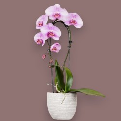 PHALENO ROSA ARCO R1H30+VASO