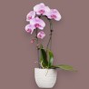 PHALENO ROSA ARCO R1H30+VASO