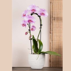 PHALENO ROSA ARCO R1H30+VASO
