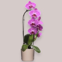 PHALENO PINK ARCH R1H30+VASE
