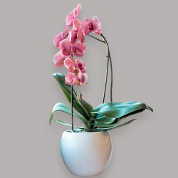 PHALENO VAR. ARCO R1 H30 +VASO