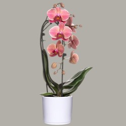 PHALENO VAR. ARCH R1 H30 +VASE