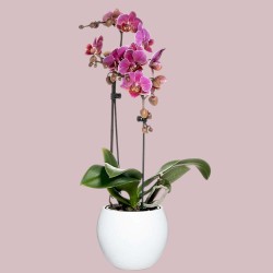 PHALENO VAR. ARCO R1 H30 +VASO