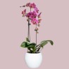 PHALENO VAR. ARCH R1 H30 +VASE