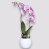 PHALENO VAR. ARCH R1 H30 +VASE