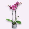PHALENO ROSA VAR. R2 H50 +VASO