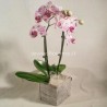 PHALENO PINK VAR. R2 H50 +VASE