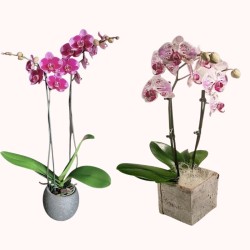 PHALENO ROSA VAR. R2 H50 +VASO
