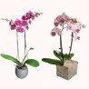 PHALENO ROSA VAR. R2 H50 +VASO