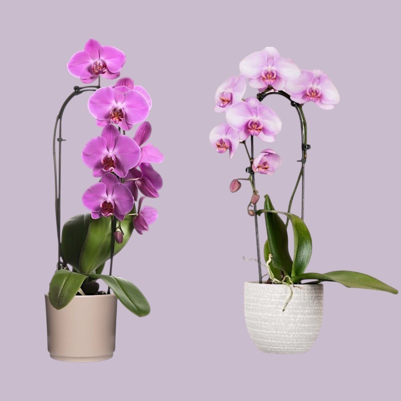 PHALENO PINK ARCH R1H30+VASE