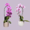 PHALENO ROSA ARCO R1H30+VASO