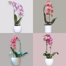 PHALENO VAR. ARCO R1 H30 +VASO