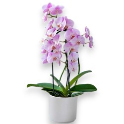 PHALENO PINK ARCH R2H50+VASE