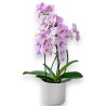 PHALENO PINK ARCH R2H50+VASE