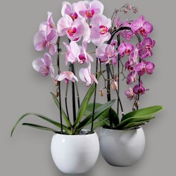 PHALENO ROSA ARCO R2H50+VASO