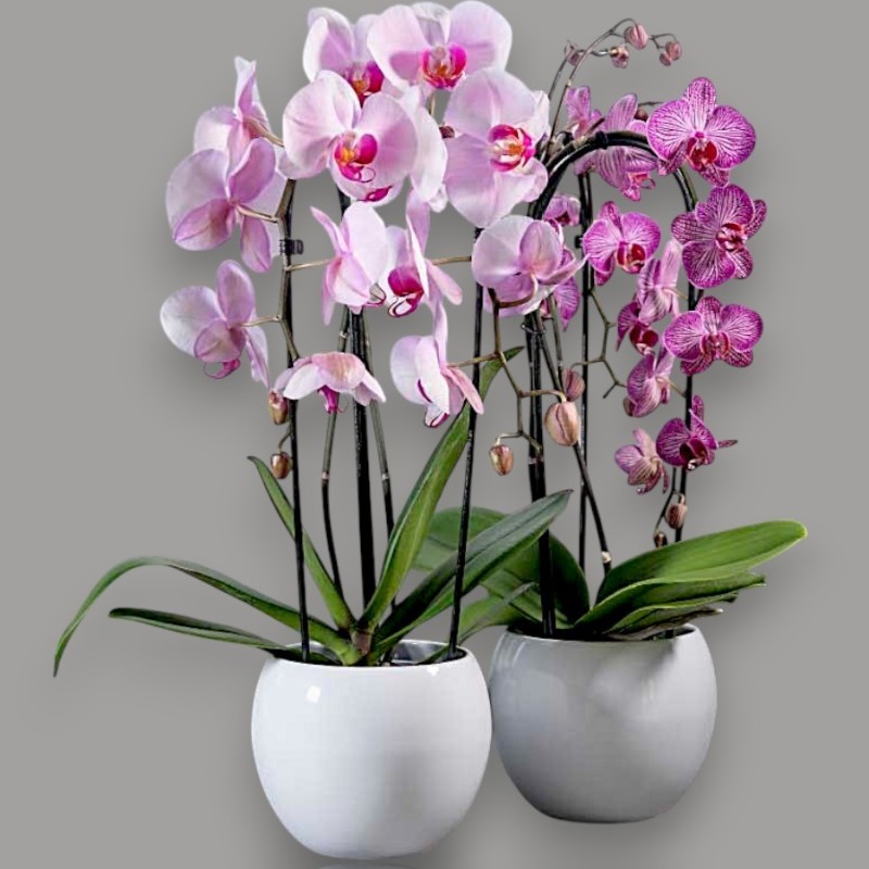 PHALENO ROSA ARCO R2H50+VASO