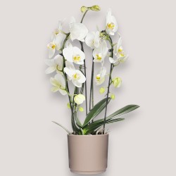 PHALENO BIANCO ARCO R2H50+VASO