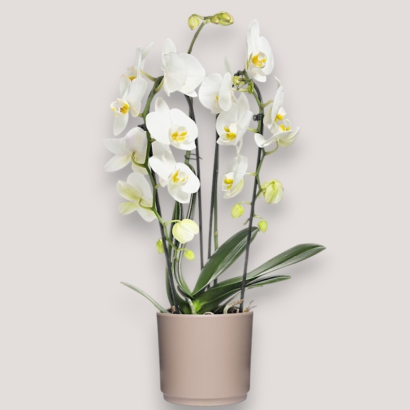 PHALENO BIANCO ARCO R2H50+VASO