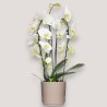 PHALENO WHITE ARCH R2 H50+VASE