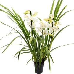CYMBIDIUM WHITE R3
