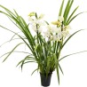CYMBIDIUM WHITE R3