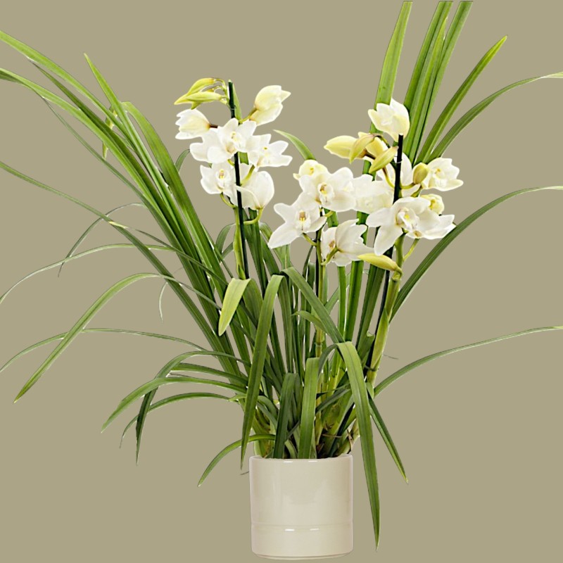 CYMBIDIUM WHITE R3