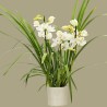 CYMBIDIUM WHITE R3