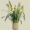 CYMBIDIUM CREAM R3