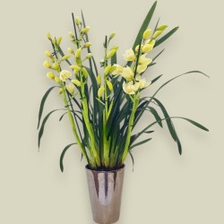 CYMBIDIUM CREAM R3