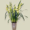 CYMBIDIUM CREAM R3