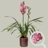 CYMBIDIUM PINK R2