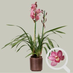 CYMBIDIUM PINK R2