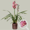 CYMBIDIUM PINK R2