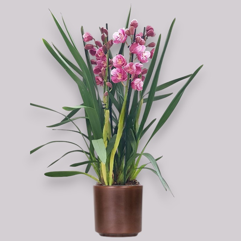 CYMBIDIUM PINK R3