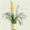 CYMBIDIUM YELLOW R2