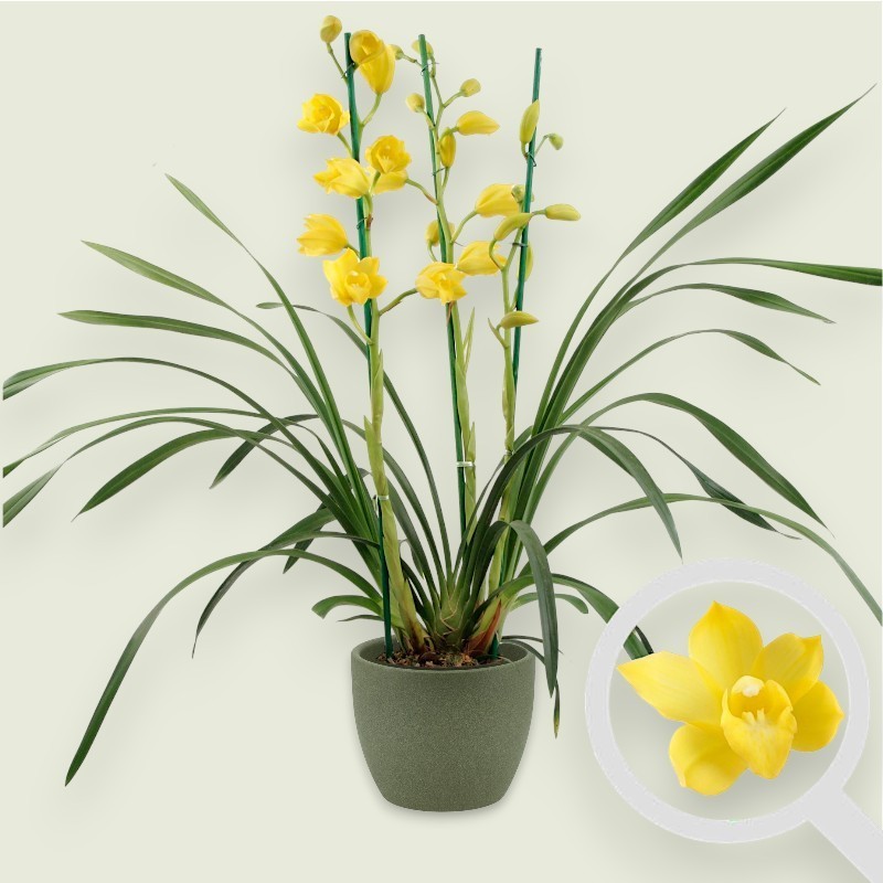 CYMBIDIUM YELLOW R3
