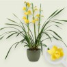 CYMBIDIUM YELLOW R3