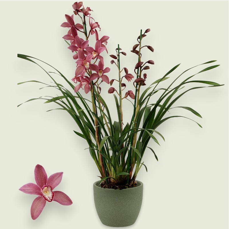 CYMBIDIUM DARK PINK R3