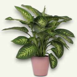 DIEFFENBACHIA SEGUI. V21 +VASO