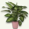 DIEFFENBACHIA SEGUI. V21 +VASO