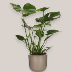 MONSTERA DELIC. V17 H60 +VASO