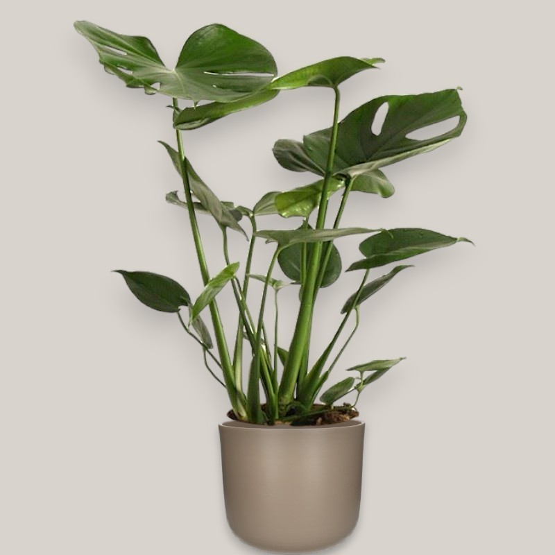 MONSTERA DELIC. V17 H60 +VASE