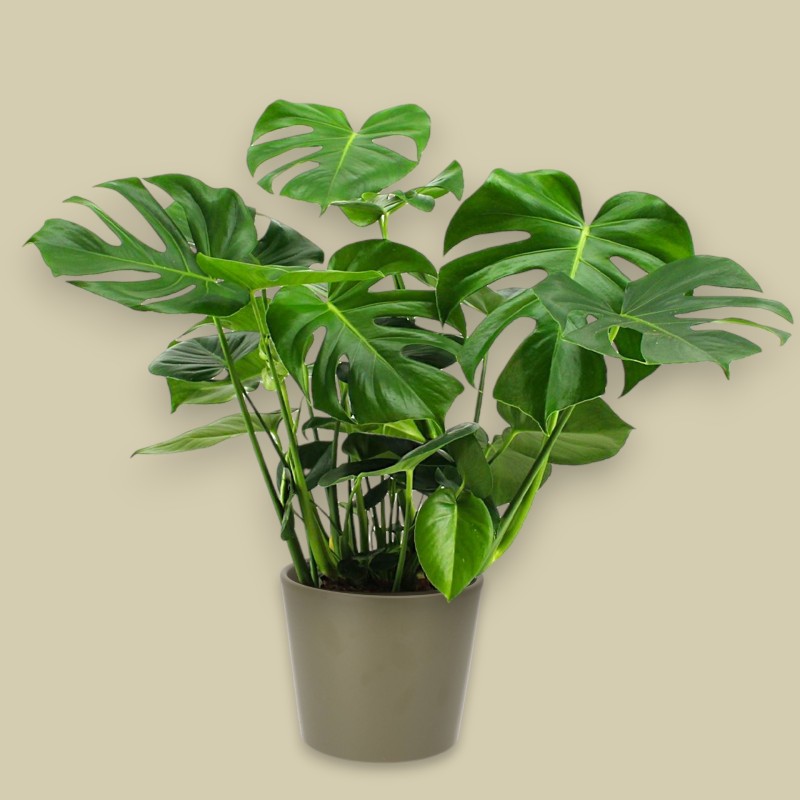 MONSTERA DELIC. V21 H80 +VASO