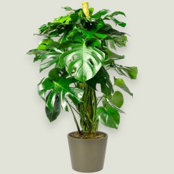 MONSTERA DELIC. V24 H120 +VASO