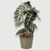 ALOCASIA POLLY V17 H40 +VASO